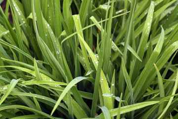 Obraz premium Green grass with dew drops on it.