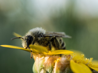 bee