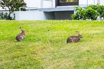 Kaninchen auf Stadtwiese © pusteflower9024