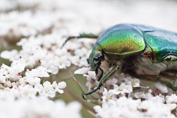 Green Beetle Bug