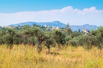 Fototapeta na wymiar Olive trees. Rhodes, Greece