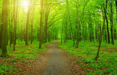Obraz premium Forest and sun rays