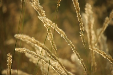 Fototapeta premium nature