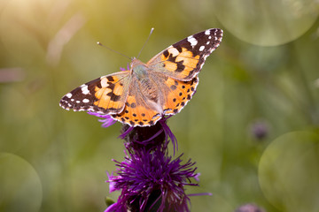 Vanessa Cardui (Distelfalter)