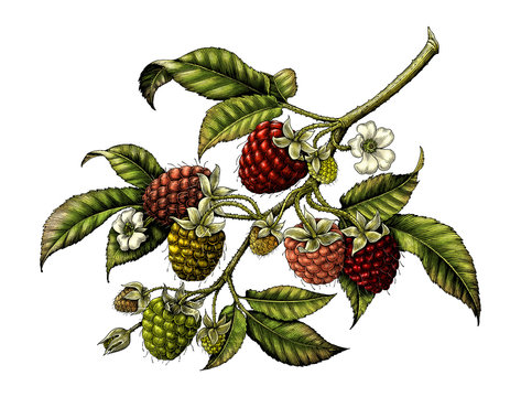 Raspberry branch botanical vintage illustration clip art isolated on white background