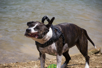 American staffordshire terrier