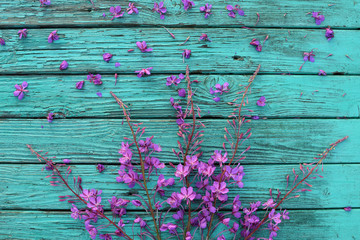 Fototapeta premium pink petals and flowers Ivan tea Epilobium angustifolium on vintage blue turquoise boards, wallpaper, background for text