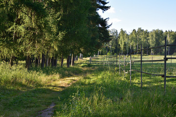 summer landscape of a path near a rural stables on a background of green birches and fir trees