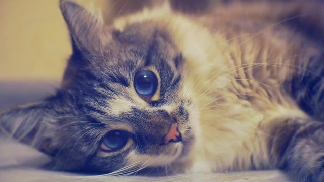 Portrait of an adult fluffy lazy blue-eyed cat lying on the floor