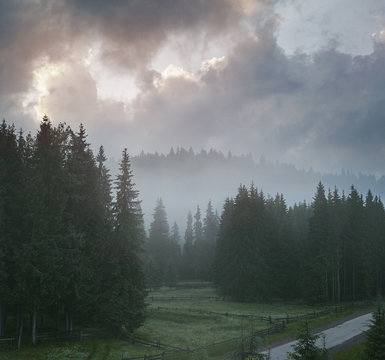 Fototapeta Magic misty forest in the morning