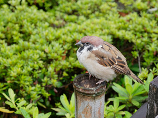 A fat brown and white tree sparrow bird sitting on a wooden pole of the fence over green bush background in a Japanese temple with concepts of resolute, lonesome, lonely, and relaxing