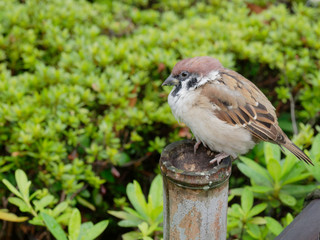 A fat brown and white tree sparrow bird sitting on a wooden pole of the fence over green bush background in a Japanese temple with concepts of resolute, lonesome, lonely, and relaxing