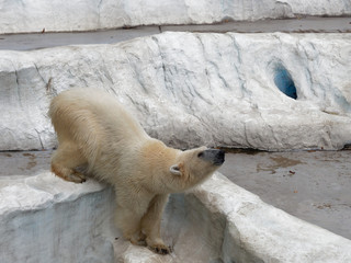 Young white polar bear climbing on artificial ice rock with head facing up with concepts of power, strength, acclaim and explode an anger