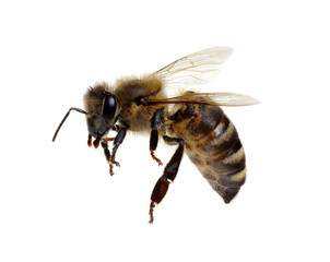Bee isolated on white