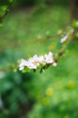 Fototapeta premium Blossoming branch with blurred background. Spring concept