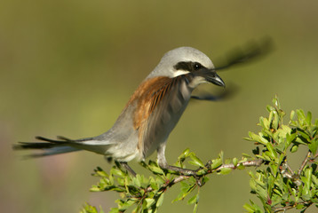 Male of Red-backed shrike. Lanius collurio