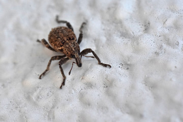 Weevil