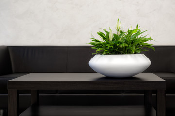 Office Interior Element: White Pot Of Spathiphyllum Green Houseplant On Dark-Brown Table Near A Black Leather Sofa. Green Office Plant In White Pot. Decoration Idea For Home Interrior. Flower In Pot