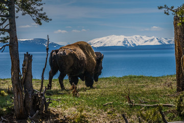 Buffalo in Yellowstone National Park