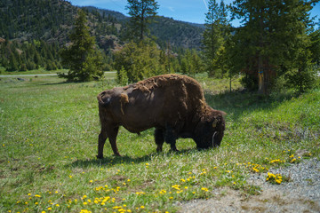 Yellowstone National Park