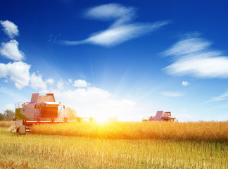 Fototapeta premium Combine working in field.