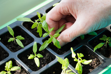 Close Up Of Farmer Hand Holding Small Green Sprout Seedling Of Tomato Growing In Seedling Tray In Spring.