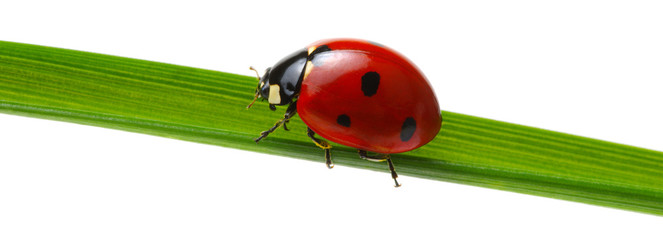 Ladybug on green grass