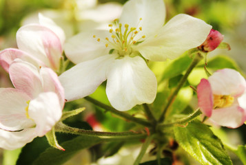 Obraz premium spring apple blossom