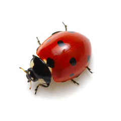 Ladybug isolated on white