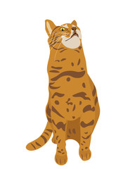 Vector illustration of Abyssinian Breeded cat with head up and Red Short Hair Sitting on White Background