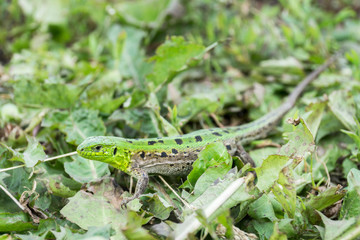 Green lizard in the grass