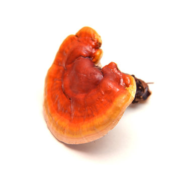 Lingzhi mushroom, ganoderma lucidum
