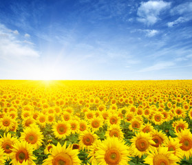 Fototapeta premium field of sunflowers