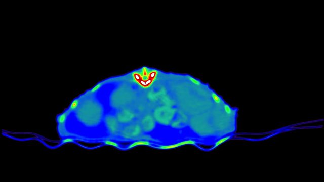 Bearded dragon CT scan. Colorful CAT scan on black studio background. Exotic veterinarian diagnostic tomography scan test on a reptile..