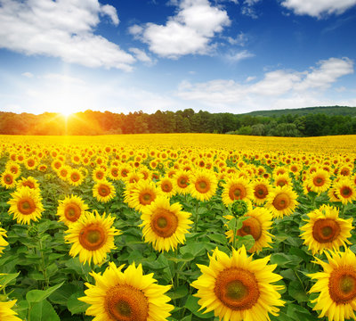 field of sunflowers