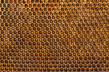 beecomb texture close up - the detail - honey comb