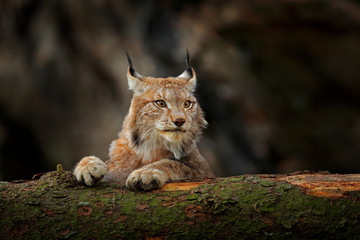 Lynx dans la forêt verte avec tronc d& 39 arbre. Scène de la faune de la nature. Jouer au lynx eurasien, comportement animal dans l& 39 habitat. Chat sauvage d& 39 Allemagne. Bobcat sauvage entre les arbres.
