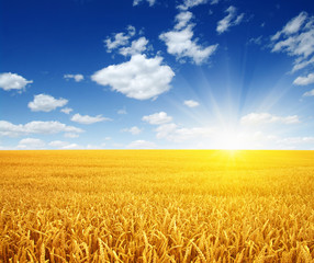 Fototapeta premium Wheat field and sun