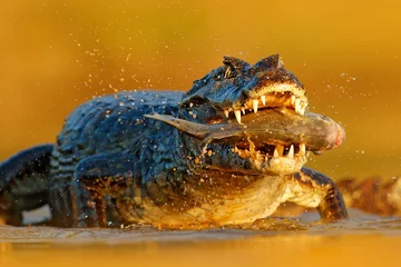 Photo sur Plexiglas Crocodile Yacare Caiman, crocodile with piranha fish in open muzzle with big teeth, Pantanal, Brazil. Detail portrait of danger reptile. Animal catch fish in river water, evening light.