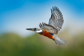 Kingfisher in fly. Flying bird Ringed Kingfisher above blue river with open bill in Brazil Pantanal. Action wildlife scene from tropic nature.