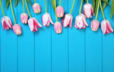 Tulips on blue wood.