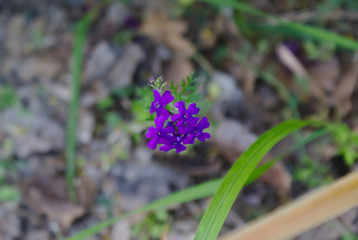 Piccoli fiori viola