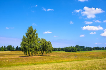 Fototapeta premium Grunwald, Polska - Muzeum Pola Bitwy Grunwaldzkiej przedstawiające historyczną bitwę między Polską, Litwą i Krzyżakami z 1410 roku