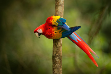 Red parrot Scarlet Macaw, Ara macao, bird sitting on the branch, Brazil. Wildlife scene from tropical forest. Beautiful parrot on tree freen tree in nature habitat.