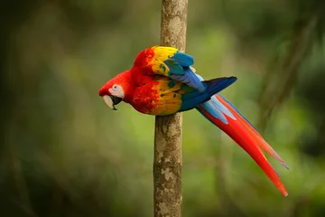 Photo sur Plexiglas Perroquet Red parrot Scarlet Macaw, Ara macao, bird sitting on the branch, Brazil. Wildlife scene from tropical forest. Beautiful parrot on tree freen tree in nature habitat.