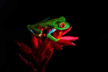 Red-eyed Tree Frog, Agalychnis callidryas, animal with big red eyes, in the nature habitat, Costa Rica. Beautiful amphibian in the forest, exotic animal from central America on red flower.