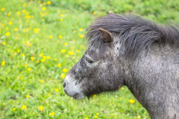 Naklejka na ściany i meble Small pony in a field
