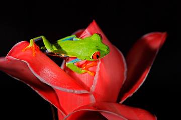 Red-eyed Tree Frog, Agalychnis callidryas, animal with big red eyes, in the nature habitat, Costa Rica. Beautiful amphibian in the night forest, exotic animal.