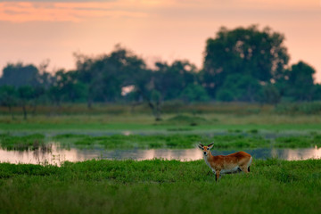 Kobus vardonii, Puku, animal waliking in the water during morning sunrise. Forest mammal in the habitat, Moremi ,Okavango, Botswana. Wildlife scene with deer from African. nature. ¨