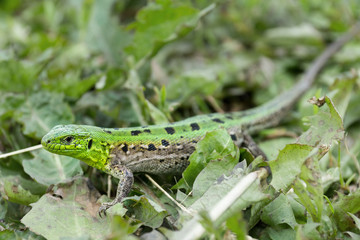 Green lizard in the grass